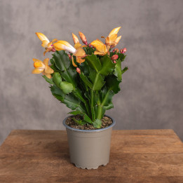 Kaktus bożonarodzeniowy | Szlumbergera | Schlumbergera