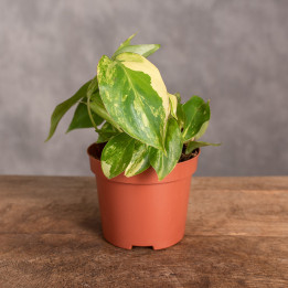 Filodendron 'Burle Marx Variegata' | Tomaszewski
