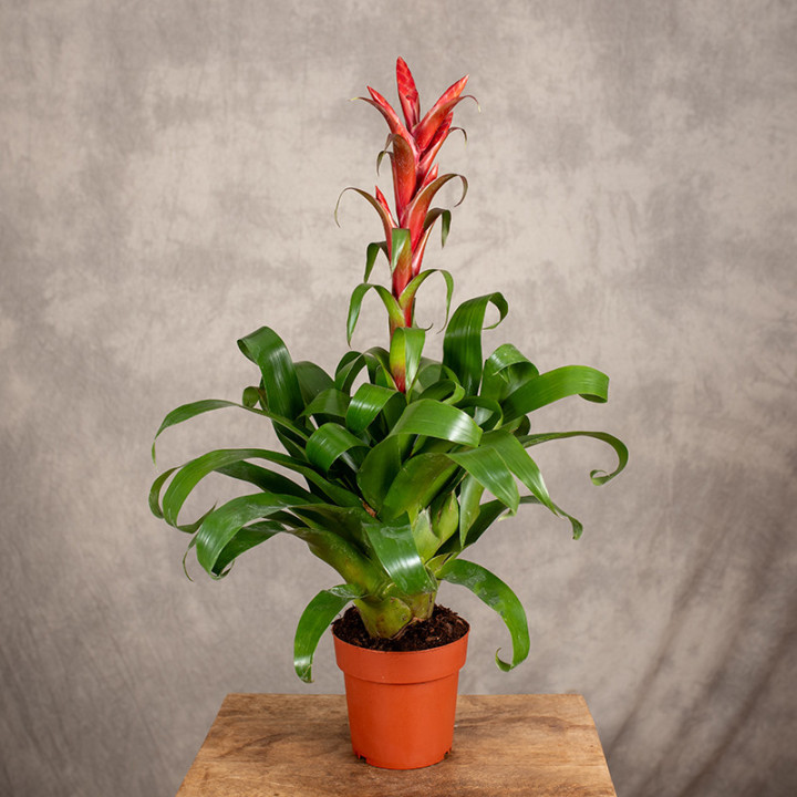 Tillandsia 'Naomi' | Tomaszewski