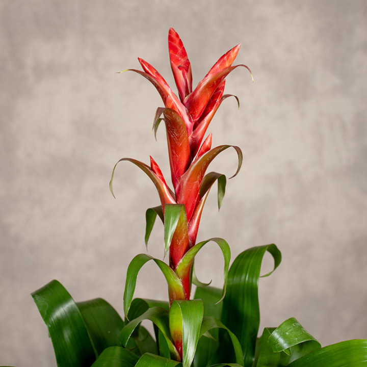 Tillandsia 'Naomi' | Tomaszewski
