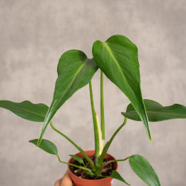 Monstera 'Burle Marx Flame' | Tomaszewski