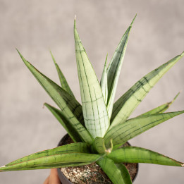 Sansewieria 'Comet Pastel Grey' | Tomaszewski