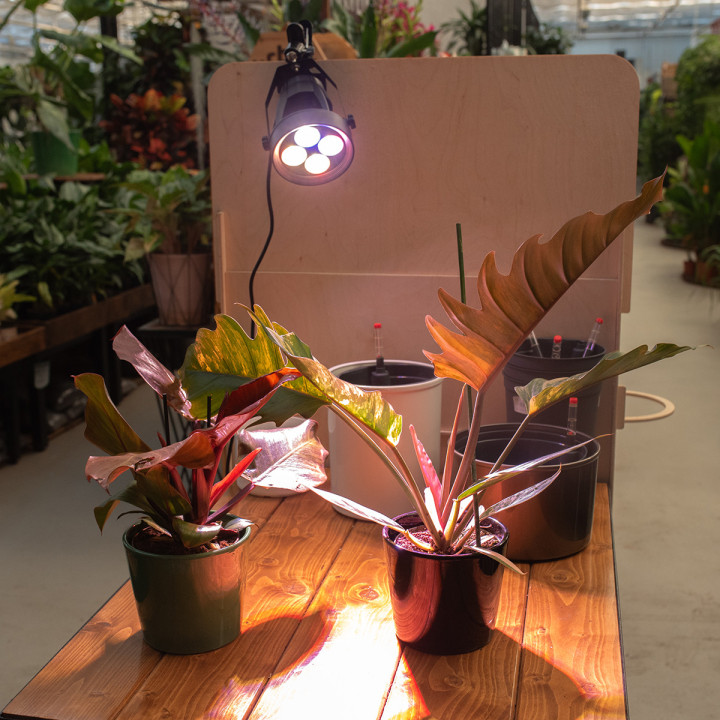 Żarówka biała Roled | Tomaszewski