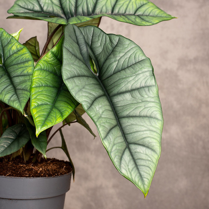 Alokazja 'Platinum' | Duża