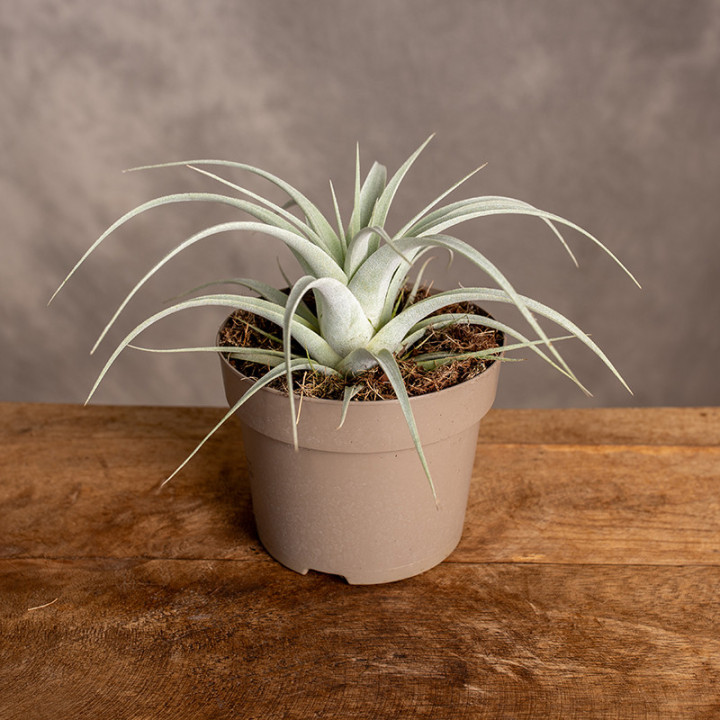 Tillandsia xerographica Oplątwa | Tomaszewski