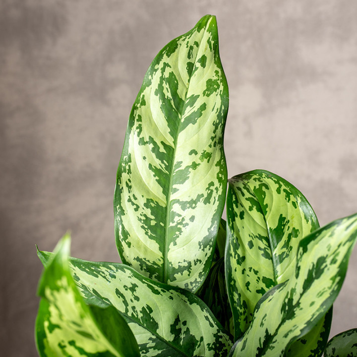 Aglaonema 'Maria' | Tomaszewski