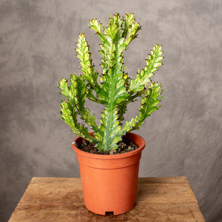 Euphorbia Mayurnathanii 'Variegata' | Tomaszewski