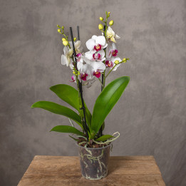 Storczyk Multiflora Dwukolorowy | Tomaszewski