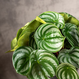 Peperomia 'Watermelon' | Tomaszewski