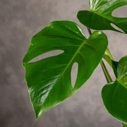 Monstera ‘Sierrana’ | Tomaszewski