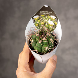 Gymnocalycium saglionis | Tomaszewski