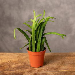 Lepismium bolivianum | Tomaszewski