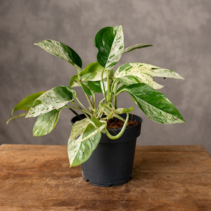 Epipremnum pinnatum 'Marble Variegata' | Małe