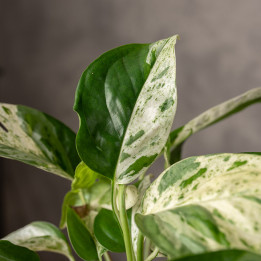 Epipremnum pinnatum 'Marble Variegata' | Małe