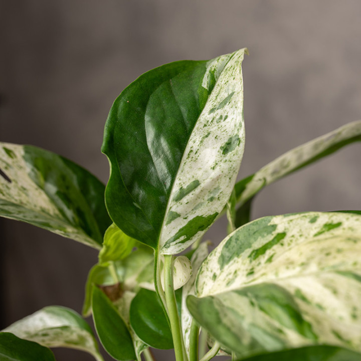 Epipremnum pinnatum 'Marble Variegata' | Małe