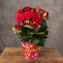 Begonia zimowa ‘Grace Red' | Tomaszewski