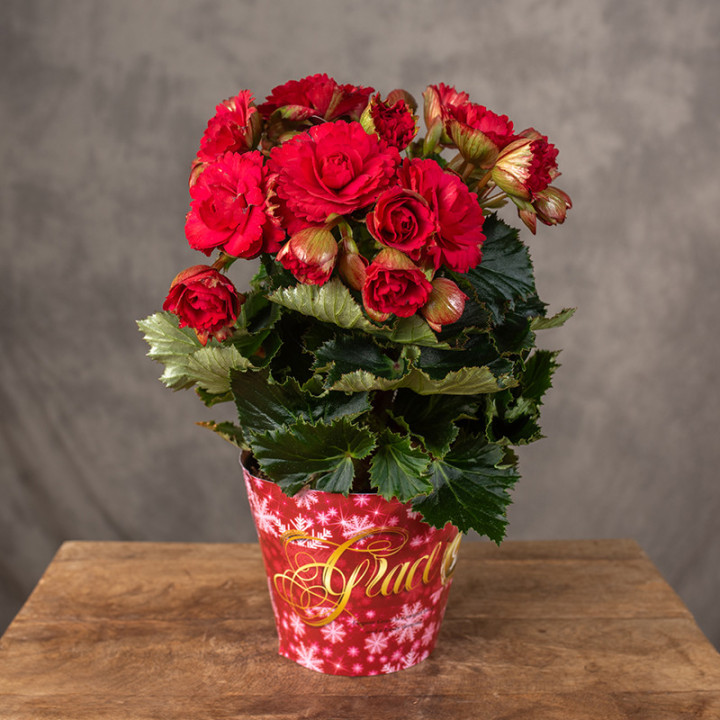Begonia zimowa ‘Grace Red' | Tomaszewski