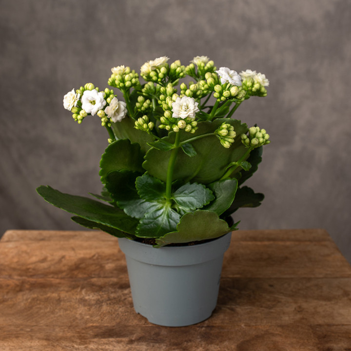 Kalanchoe białe | Tomaszewski