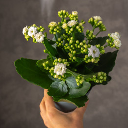 Kalanchoe białe | Tomaszewski