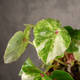 Begonia 'Rouge Variegated' | Tomaszewski