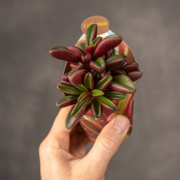 Peperomia graveolens 'Ruby Glow' | Tomaszewski