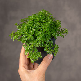 Pilea depressa | Tomaszewski