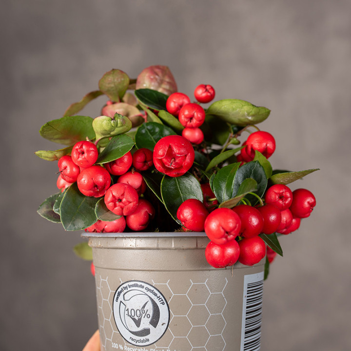 Golteria rozesłana 'Big Berry' | Tomaszewski