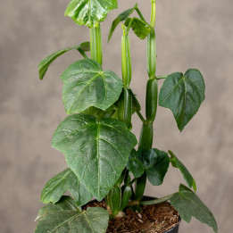 Cissus quadrangularis | Tomaszewski