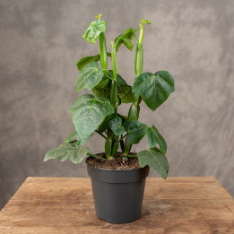 Cissus quadrangularis | Tomaszewski