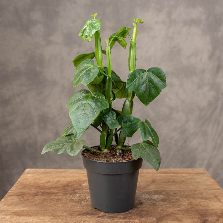 Cissus quadrangularis | Tomaszewski