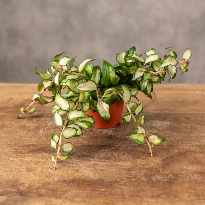 Hoya lacunosa 'Bruno Tricolor' | Tomaszewski