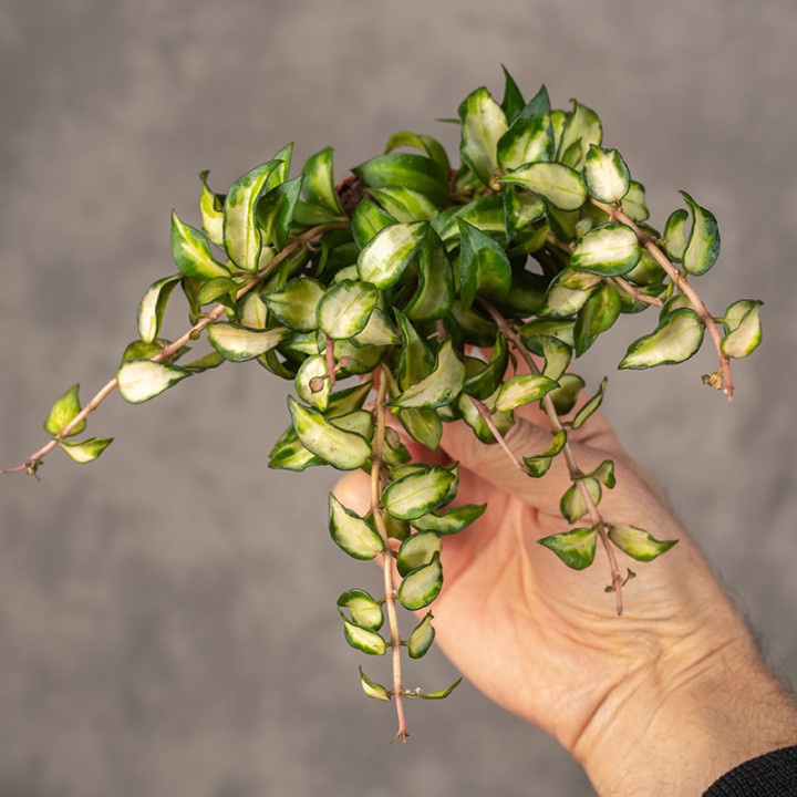 Hoya lacunosa 'Bruno Tricolor' | Tomaszewski