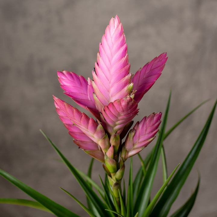 Oplątwa 'Amira' Tillandsia | Tomaszewski