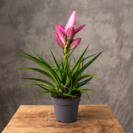 Oplątwa 'Amira' Tillandsia | Tomaszewski