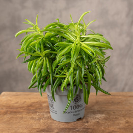 Peperomia tępolistna 'Obtipan Bicolor' | Peperomia obtusifolia