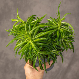 Peperomia tępolistna 'Obtipan Bicolor' | Peperomia obtusifolia