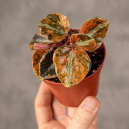 Peperomia 'Crème Brûlée' | Tomaszewski