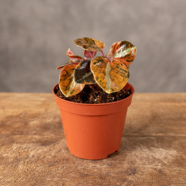 Peperomia 'Crème Brûlée' | Tomaszewski