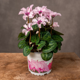 Cyklamen 'Special Pink Illusia' | Tomaszewski