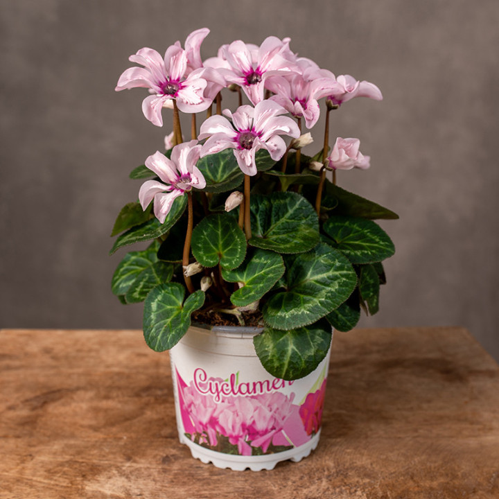 Cyklamen 'Special Pink Illusia' | Tomaszewski