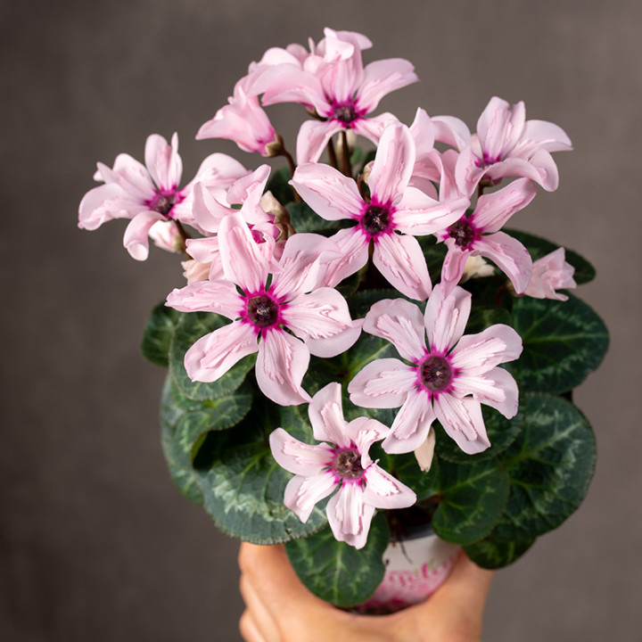 Cyklamen 'Special Pink Illusia' | Tomaszewski