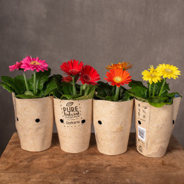 Gerbera MIX kolorów | Tomaszewski