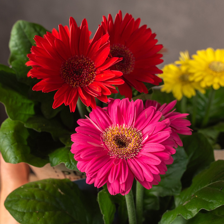 Gerbera MIX kolorów | Tomaszewski