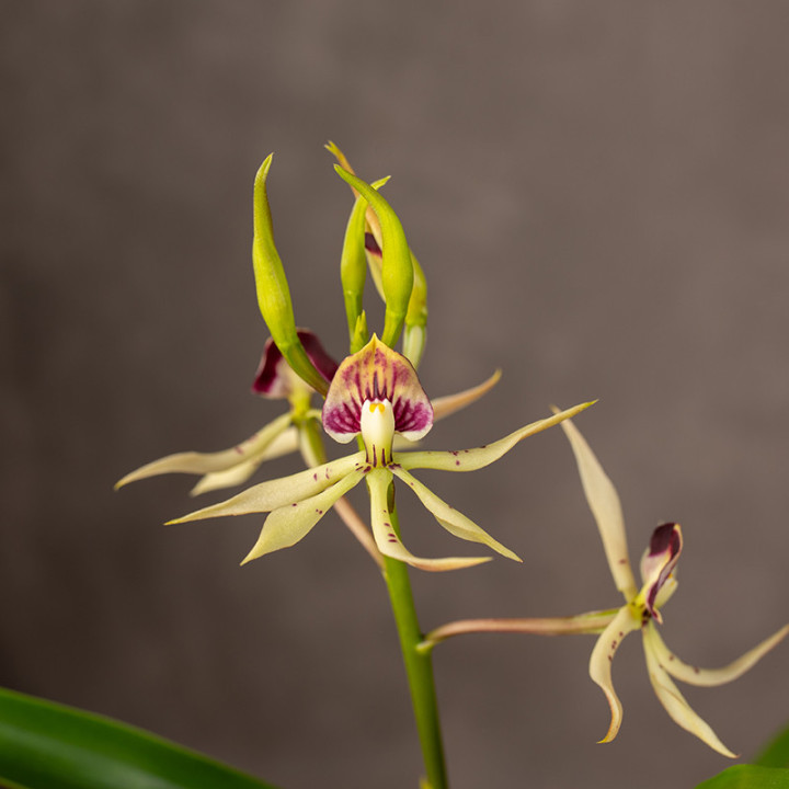 Encyclia Cochleata Storczyk | Tomaszewski