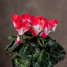 Cyklamen 'Magenta Red' | Tomaszewski