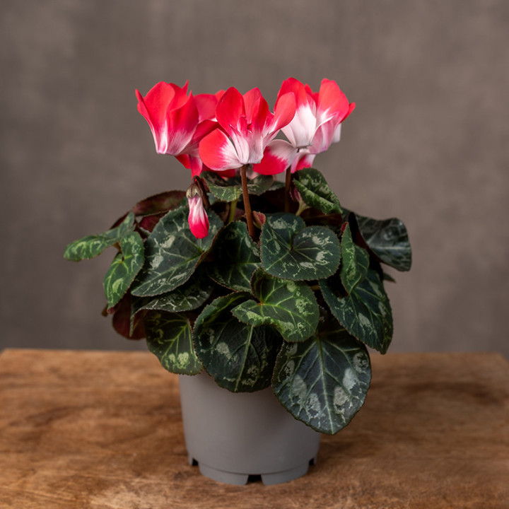 Cyklamen 'Magenta Red' | Tomaszewski