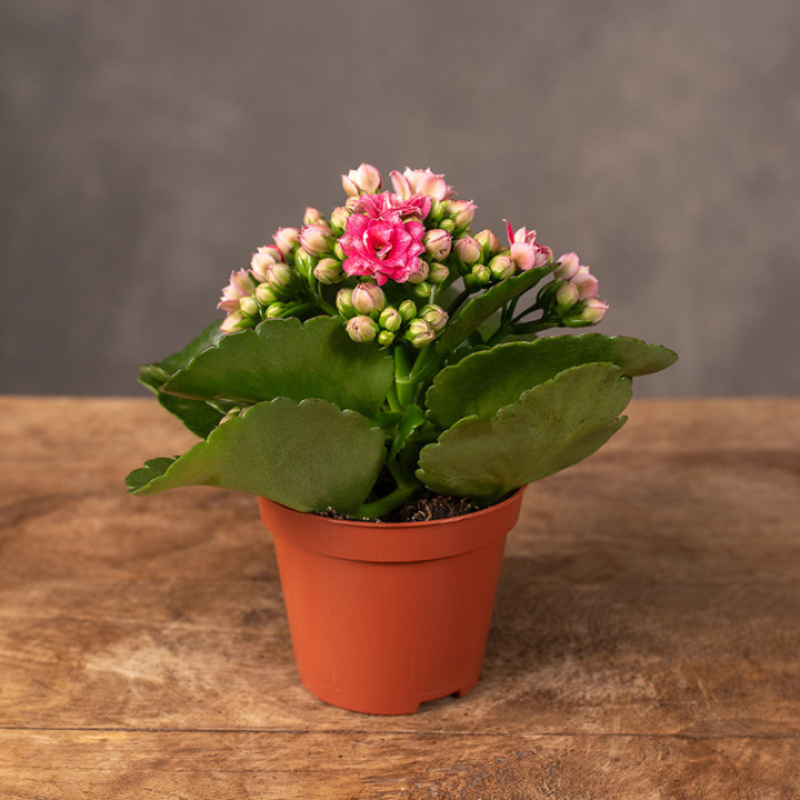 Kalanchoe różowe | Tomaszewski