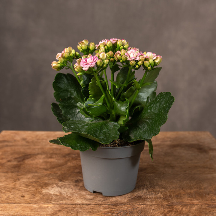 Kalanchoe 'Queen Barbie' | Tomaszewski