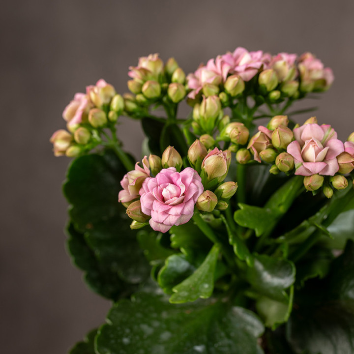 Kalanchoe 'Queen Barbie' | Tomaszewski