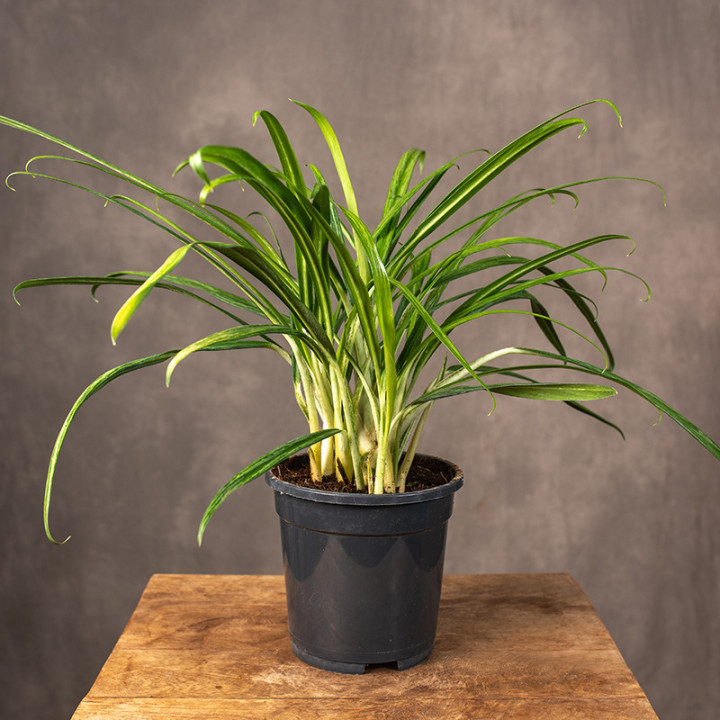 Aglonema 'Sweet Kiss' | Tomaszewski